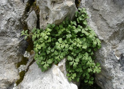 Asplenium ruta-muraria