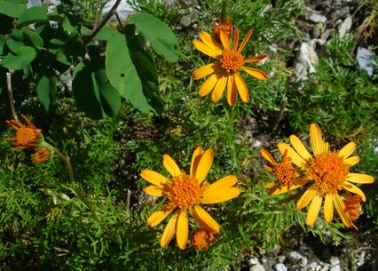 Senecio abrotanifolius