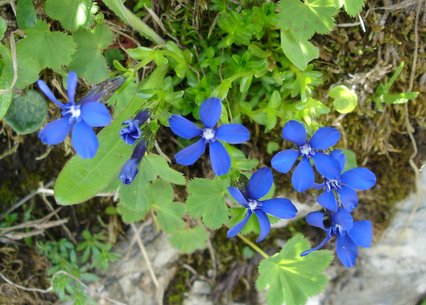 Gentiana bavarica