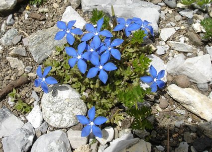 Gentiana schleicheri