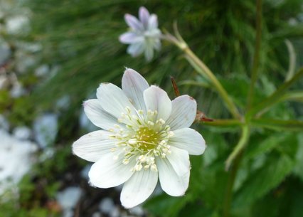 Anemone barbulata