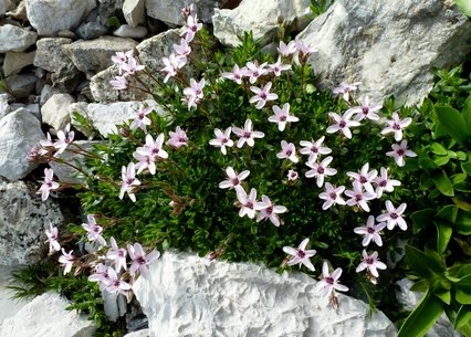 Arenaria purpurascens