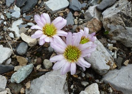 Callianthemum anemonoides