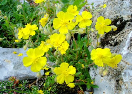 Helianthemum nummularium