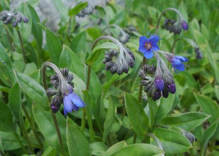 Mertensia echioides