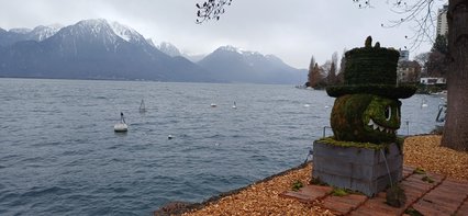 Fumarius fortunatus Fumarius fortunatus