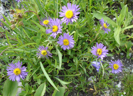 Aster alpinus