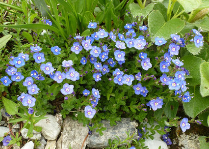 Veronica fruticans