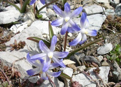 Chionodoxa luciliae