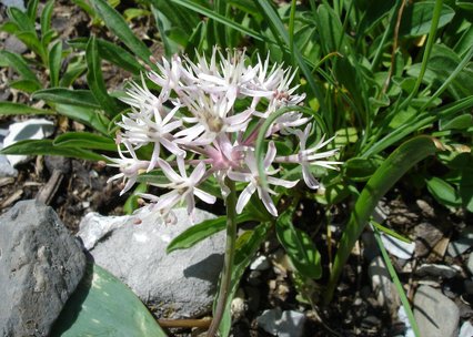 Allium karataviense