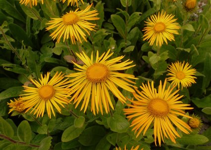 Inula orientalis