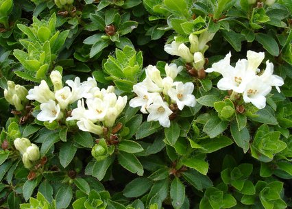 Rhododendron hirsutum album