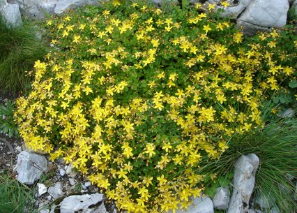 Hypericum nummularium