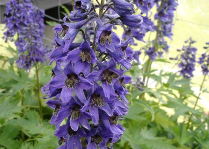 Delphinium elatum