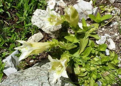 Gentiana acaulis alba