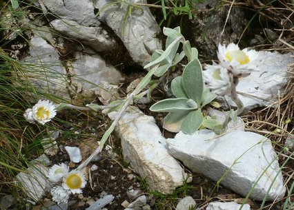 Helichrysum albobrunneum 