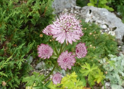 Astrantia major