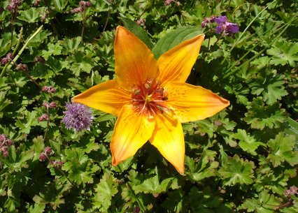 Lilium bulbiferum ssp. croceum