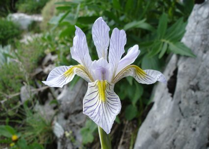 Iris missouriensis