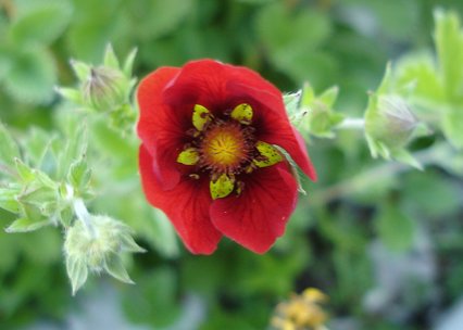 Potentilla atrosanguinea