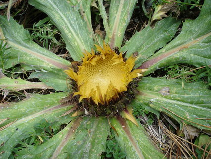 Carlina acanthifolia