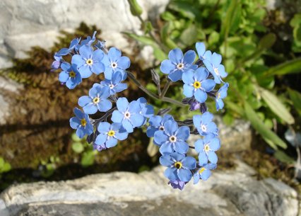 Myosotis alpestris