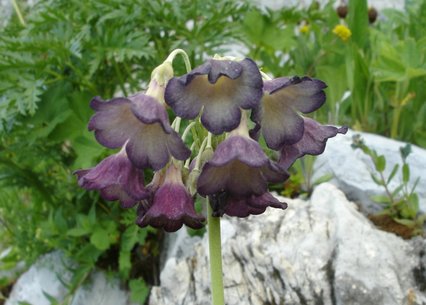 Primula alpicola var. violacea