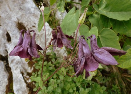 Aquilegia atrata