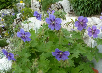 Geranium platipetalum