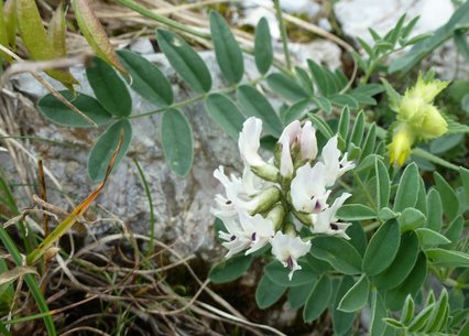 Astragalus australis