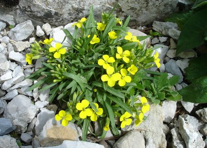 Erysimum jugicola