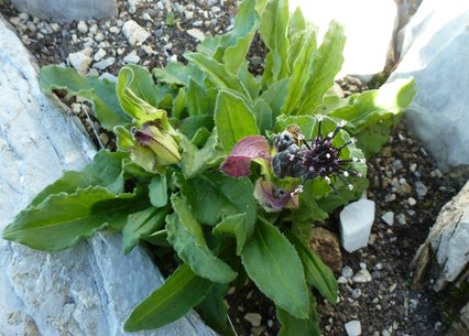 Saussurea taipaiensis