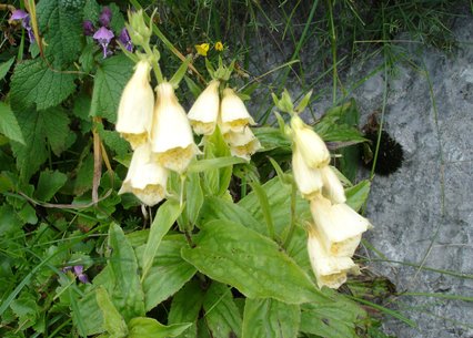 Digitalis grandiflora