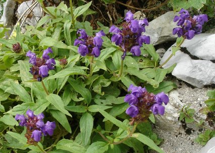 Prunella grandiflora