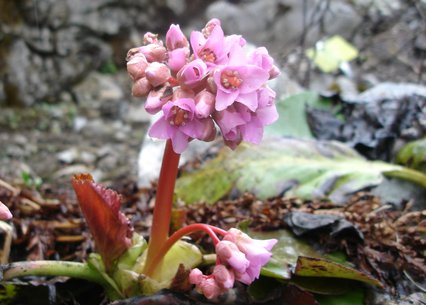 Bergenia crassifolia