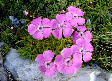 Dianthus alpinusDianthus alpinus