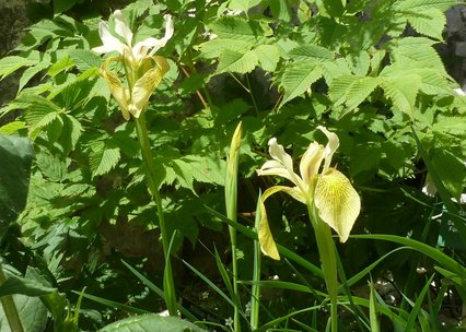 Iris forrestii