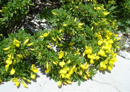 Cytisus emeriflorus