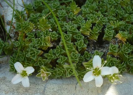 Arenaria tetraquetra