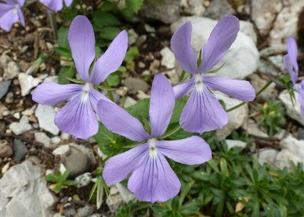 Viola cornuta