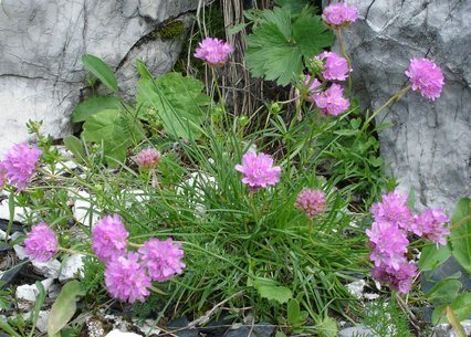 Armeria alpina