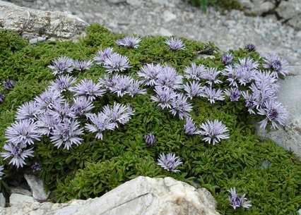 Globularia repens