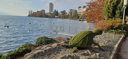 Tortue