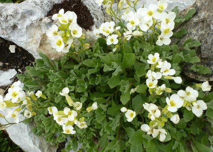 Arabis flaviflora