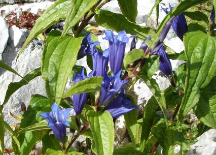 Gentiana asclepiadea