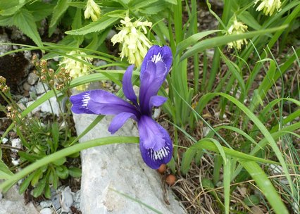 Iris ruthenica