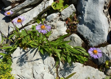 Aster diplostephioides