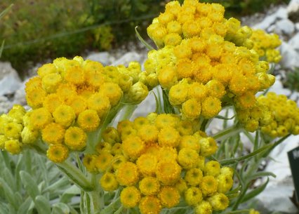 Helichrysum thianshanicum