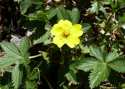 Potentilla delphinensis