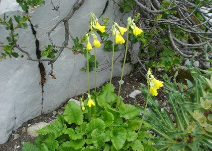 Primula florindae